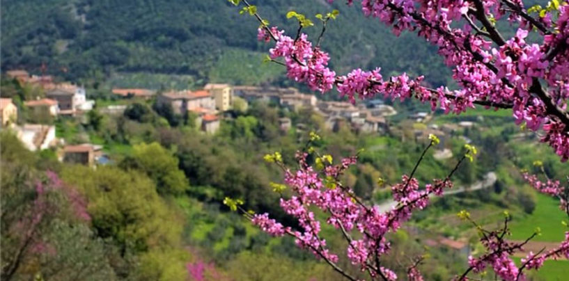 L’albero di Giuda colora di rosa e lilla la Valnerina