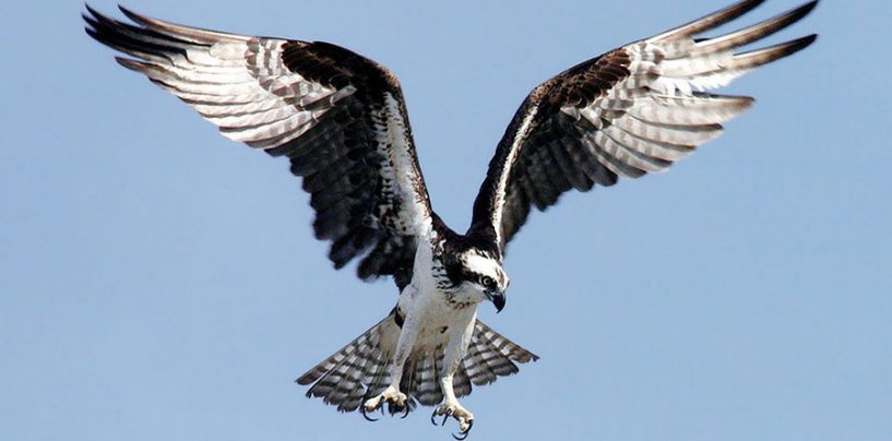 Il falco pescatore all’Oasi WWF del Lago di Alviano