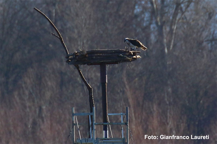 falco pescatore alviano