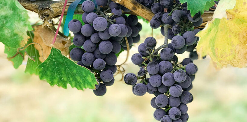 Vignaioli Artigiani Naturali, insieme per il vino naturale