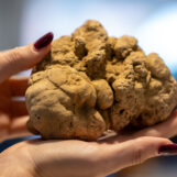 La Fiera Internazionale del Tartufo Bianco d’Alba 2024