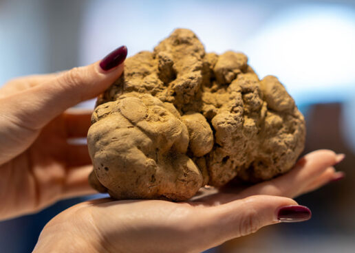 La Fiera Internazionale del Tartufo Bianco d’Alba 2024