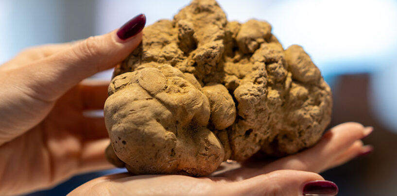 La Fiera Internazionale del Tartufo Bianco d’Alba 2024