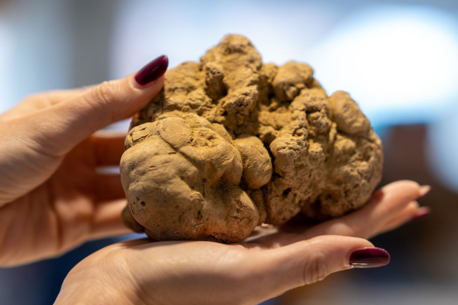 fiera internazionale del tartufo bianco d'alba 2024