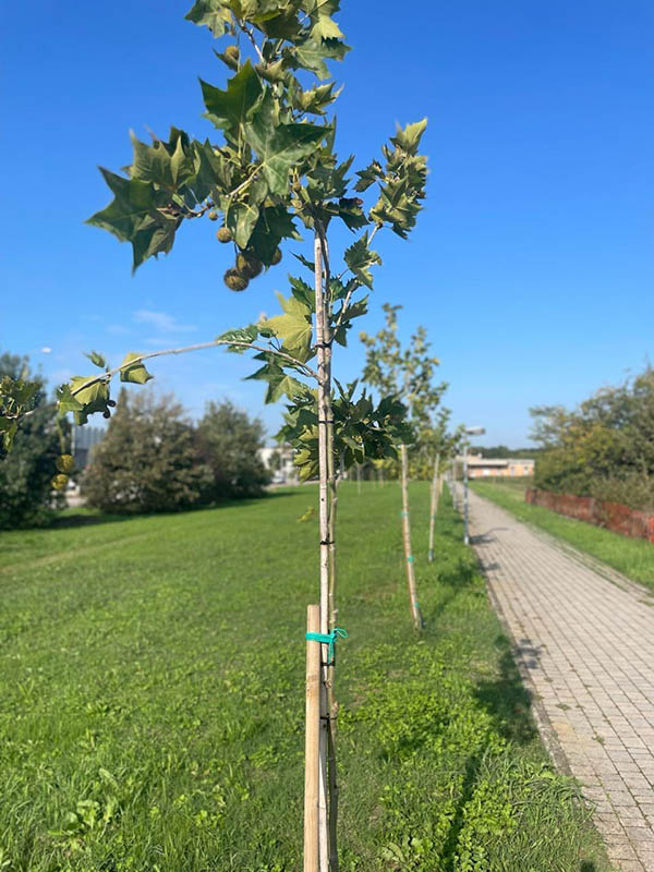 bosco umberto zanasi