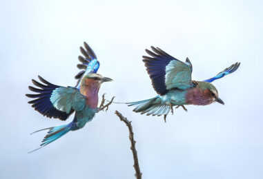 La natura negli scatti di Valter Bernardeschi a Firenze