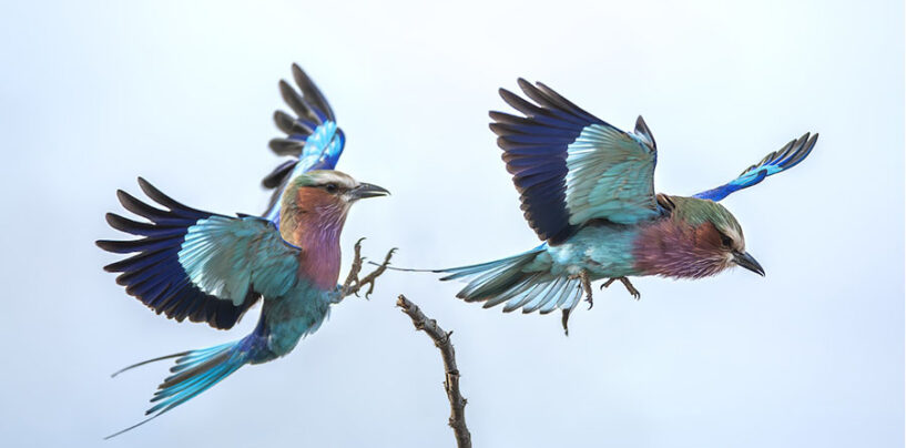 La natura negli scatti di Valter Bernardeschi a Firenze