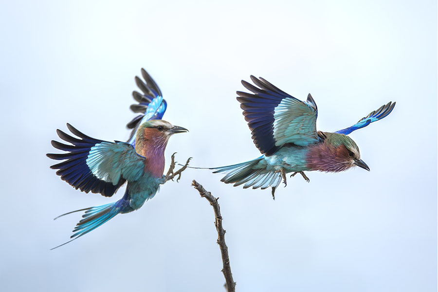 La natura negli scatti di Valter Bernardeschi a Firenze