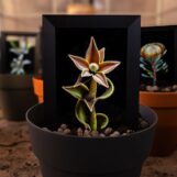 Fioriture Sintetiche: intelligenza artificiale per fiori eterni